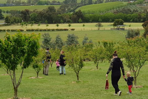 Day Tour Of Yarra Valley Puffing Billy And Rayners Orchard - Hervey Bay Accommodation 36