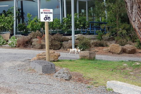Day Tour Of Yarra Valley Puffing Billy And Rayners Orchard - Hervey Bay Accommodation 2