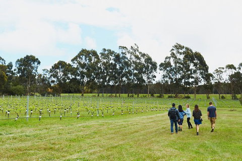 Organic Vineyard/Farm Tour - Hervey Bay Accommodation 7