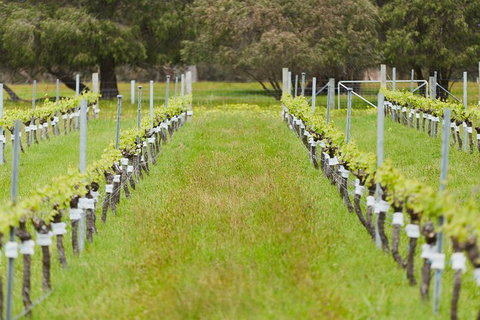Organic Vineyard/Farm Tour - Hervey Bay Accommodation 4