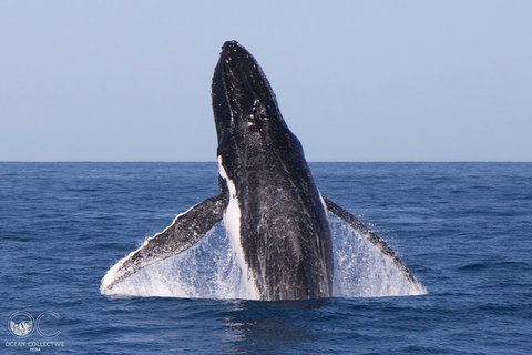 Full-Day Whale Watching Snorkeling And Swimming At Coral Bay - Hervey Bay Accommodation 0