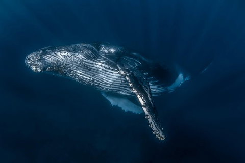 Full-Day Whale Watching Snorkeling And Swimming At Coral Bay - Hervey Bay Accommodation 7