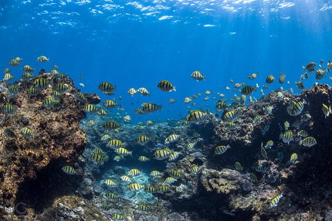 Full-Day Whale Watching Snorkeling And Swimming At Coral Bay - Hervey Bay Accommodation 1