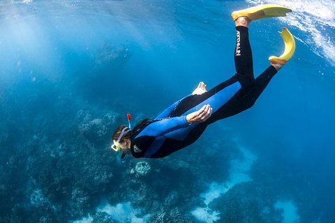 Full-Day Whale Watching Snorkeling And Swimming At Coral Bay - Hervey Bay Accommodation 2