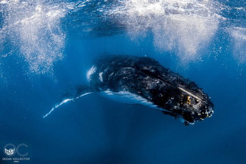 Full-Day Whale Watching Snorkeling And Swimming At Coral Bay - Hervey Bay Accommodation 4