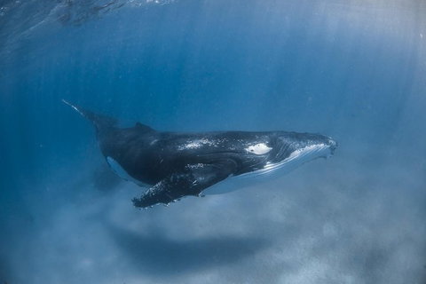 Full-Day Whale Watching Snorkeling And Swimming At Coral Bay - Hervey Bay Accommodation 5