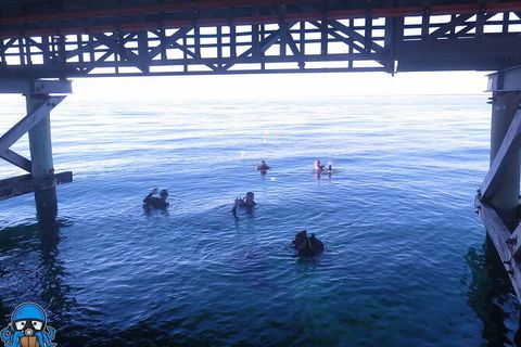 PADI Open Water Course - Hervey Bay Accommodation 3