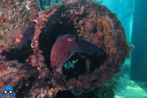 PADI Open Water Course - Hervey Bay Accommodation 1