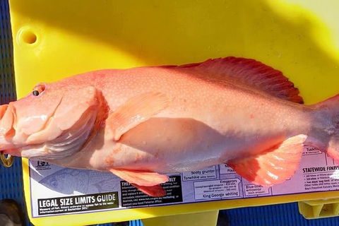 Geraldton Fishing Charter - Tourism Hervey Bay 13