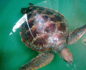 Australian Seabird Rescue - Hervey Bay Accommodation 0