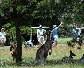 Glen Innes Golf Club - Hervey Bay Accommodation 0