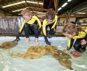 Australian Shark And Ray Centre - Tourism Hervey Bay 0