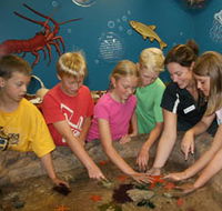 Naturaliste Marine Discovery Centre - Hervey Bay Accommodation