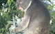 Whiteman Park - thumb 0