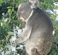 Whiteman Park - Tourism Hervey Bay