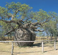 Boab Prison Tree - Hervey Bay Accommodation