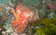 Jervis Bay Dive Charters - thumb 0