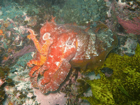 Jervis Bay Dive Charters - Hervey Bay Accommodation 0