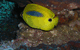 Jervis Bay Dive Charters - thumb 1