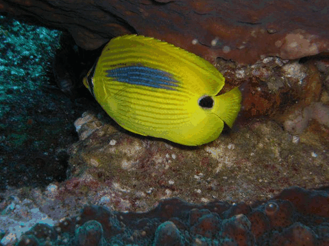 Jervis Bay Dive Charters - Hervey Bay Accommodation 1