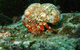Jervis Bay Dive Charters - thumb 2