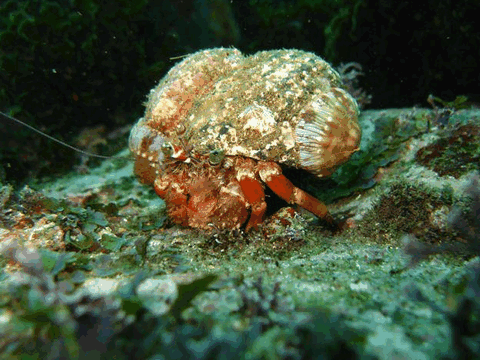 Jervis Bay Dive Charters - Hervey Bay Accommodation 2