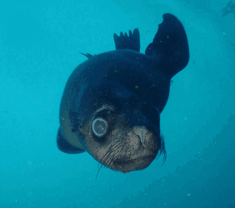 Jervis Bay Dive Charters - Hervey Bay Accommodation 3