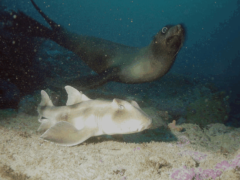 Jervis Bay Dive Charters - Hervey Bay Accommodation 4