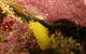 Jervis Bay Dive Charters - thumb 5