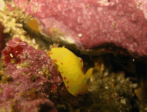 Jervis Bay Dive Charters - Hervey Bay Accommodation 5