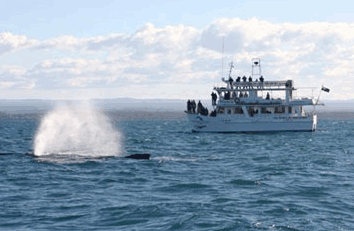 Dolphin Watch Cruises - Hervey Bay Accommodation 0