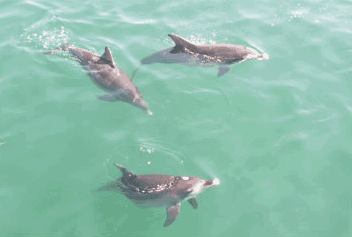 Dolphin Watch Cruises - Hervey Bay Accommodation 1