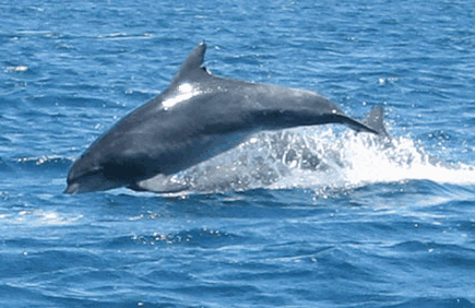 Dolphin Watch Cruises - Hervey Bay Accommodation 3