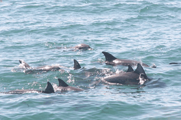 Dolphin Watch Cruises - Hervey Bay Accommodation 4