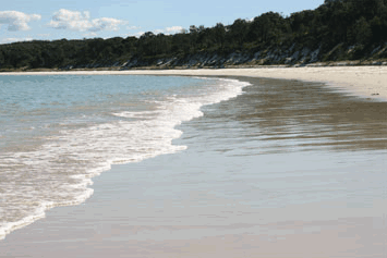 Dolphin Watch Cruises - Hervey Bay Accommodation 5
