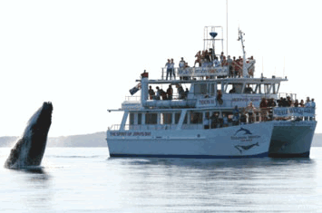 Dolphin Watch Cruises - Hervey Bay Accommodation 6