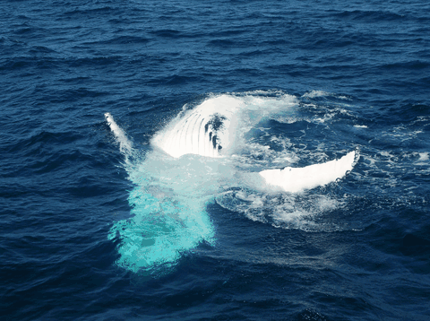 Dolphin Wild Cruises - Hervey Bay Accommodation 0