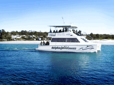 Dolphin Wild Cruises - Hervey Bay Accommodation 1