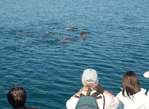 Dolphin Wild Cruises - Hervey Bay Accommodation 3