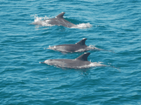 Dolphin Wild Cruises - Hervey Bay Accommodation 5