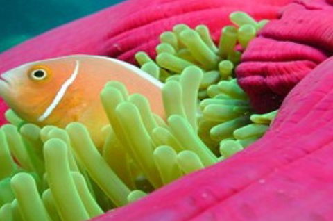 Great Adventures Reef And Green Island Cruises - Tourism Hervey Bay 2