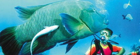 Aristocat Snorkel And Scuba Port Douglas - Hervey Bay Accommodation 0