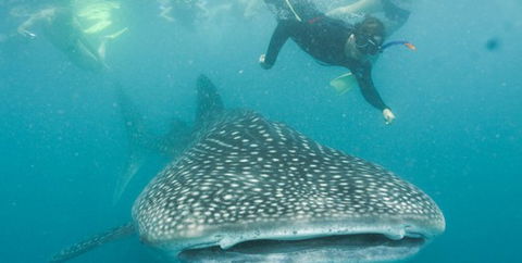 Aristocat Snorkel And Scuba Port Douglas - Hervey Bay Accommodation 1