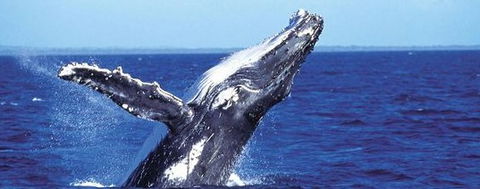 Aristocat Snorkel And Scuba Port Douglas - Hervey Bay Accommodation 2