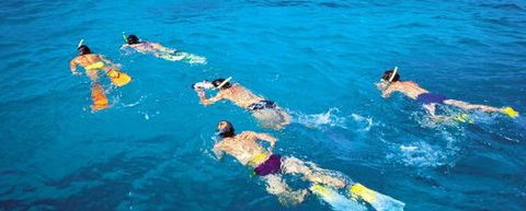 Aristocat Snorkel And Scuba Port Douglas - Hervey Bay Accommodation 4