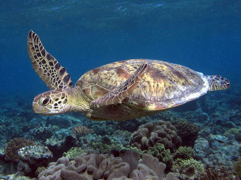 Calypso Reef Charters - Hervey Bay Accommodation 1