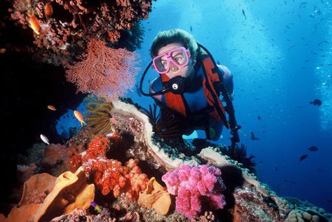 Calypso Reef Charters - Hervey Bay Accommodation 2
