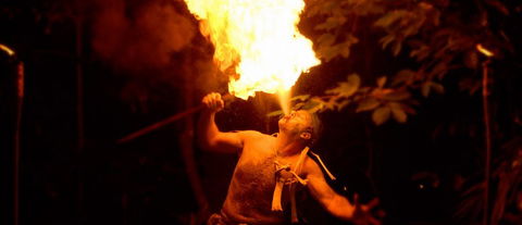 Flames Of The Forest - Hervey Bay Accommodation 1