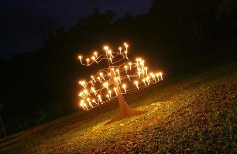 Flames Of The Forest - Hervey Bay Accommodation 4
