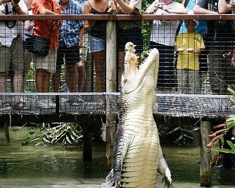 Hartley's Crocodile Adventures - Hervey Bay Accommodation 0